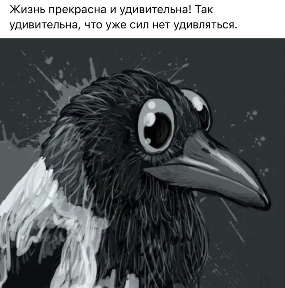Ворона забавная