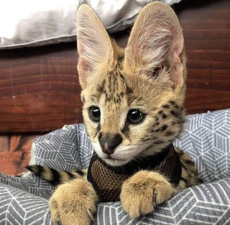 Сфинкс кошка