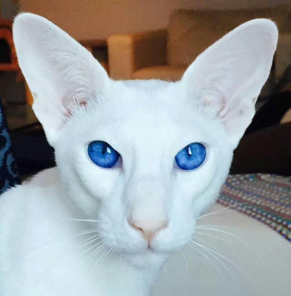 Кот сфинкс