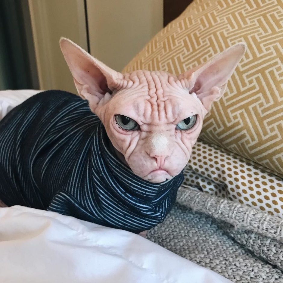 Ориентальный кот