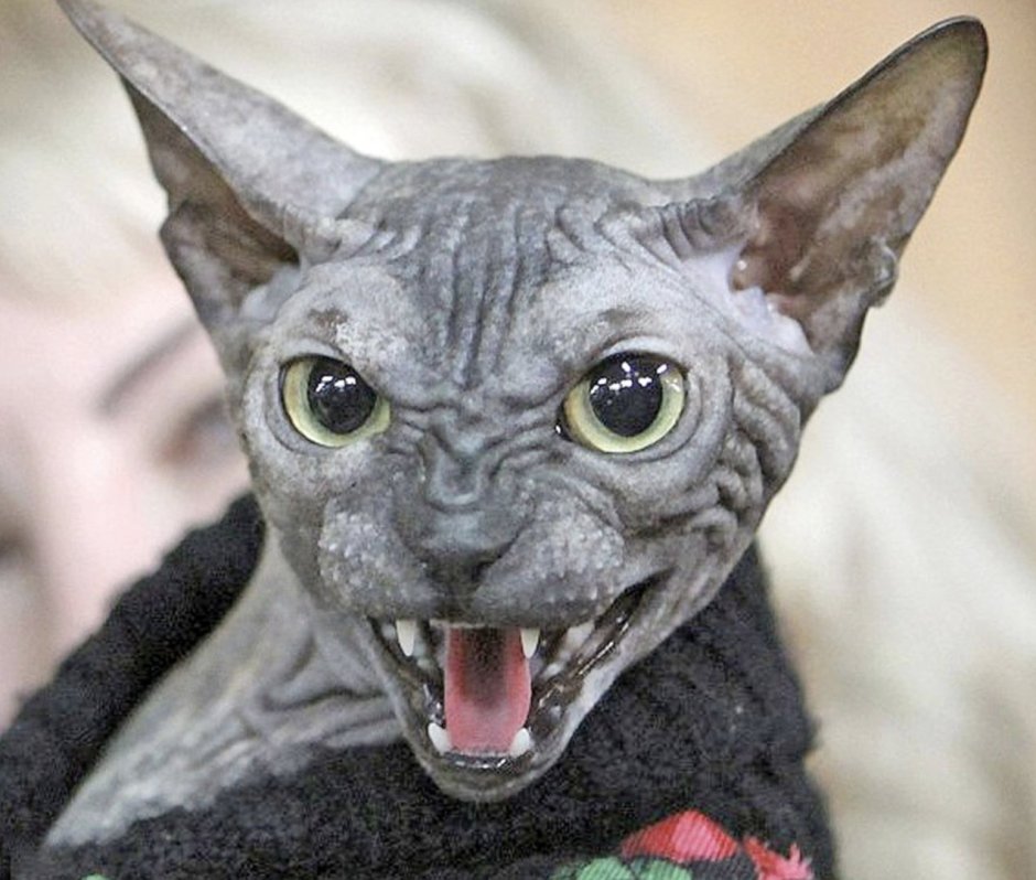 Страшный кот