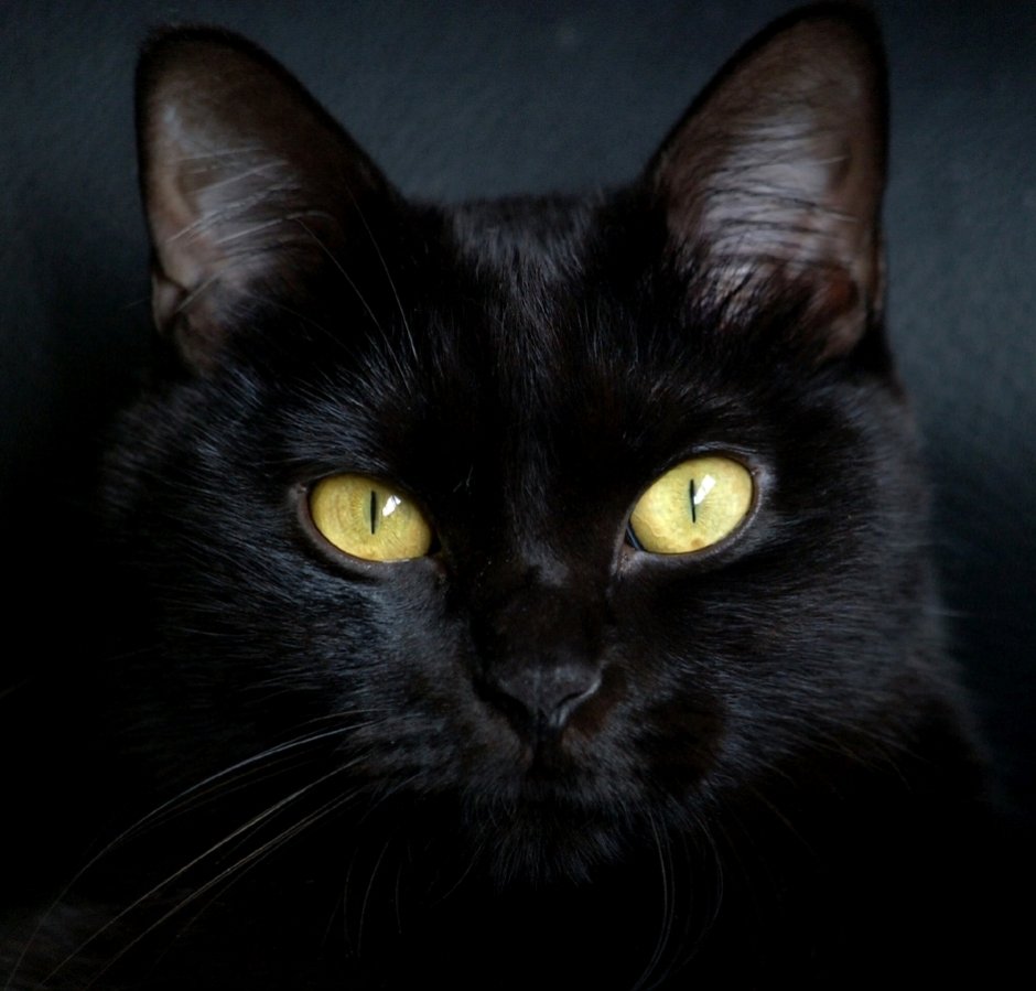 Чёрный кот