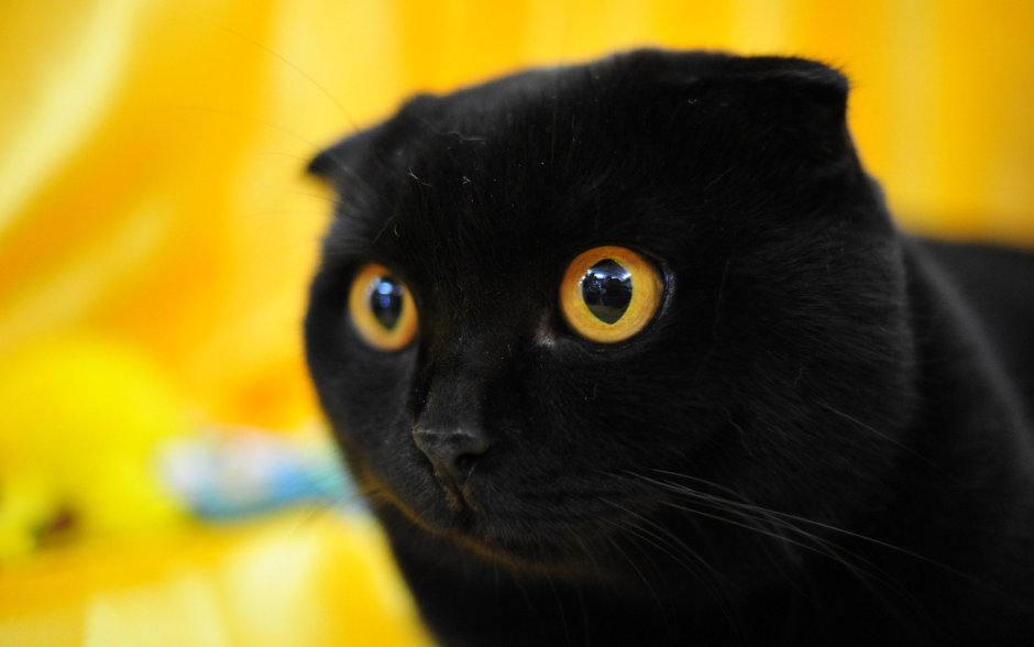 Кошачий глаз