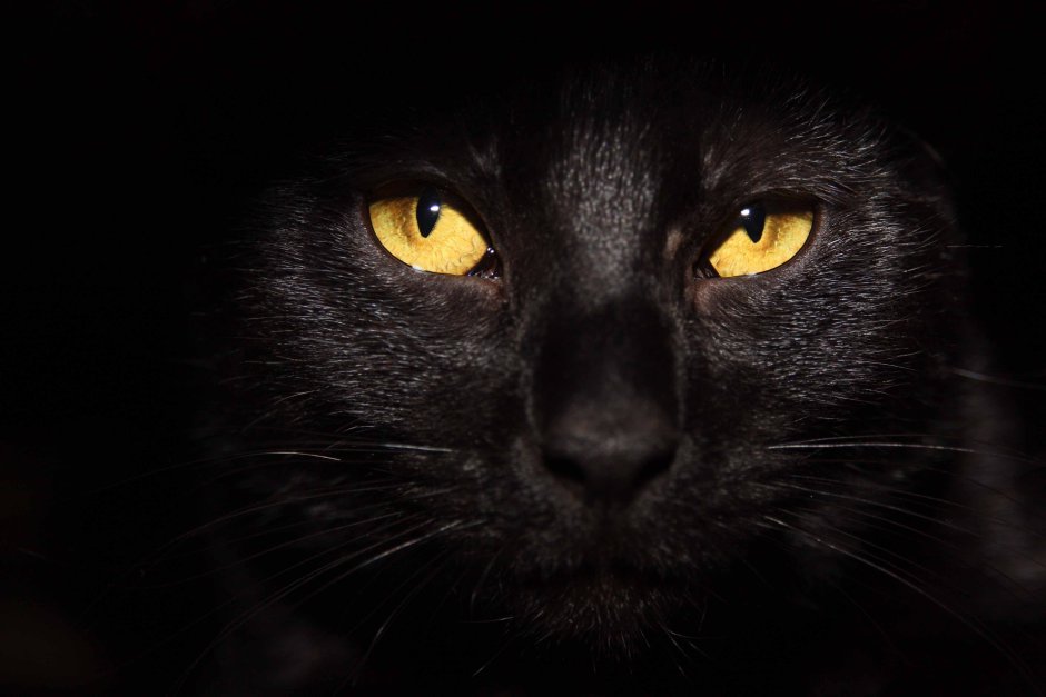 Черная кошка
