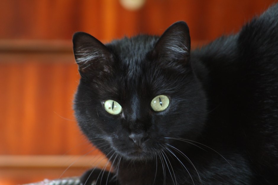 Чёрные коты с жёлтыми глазами