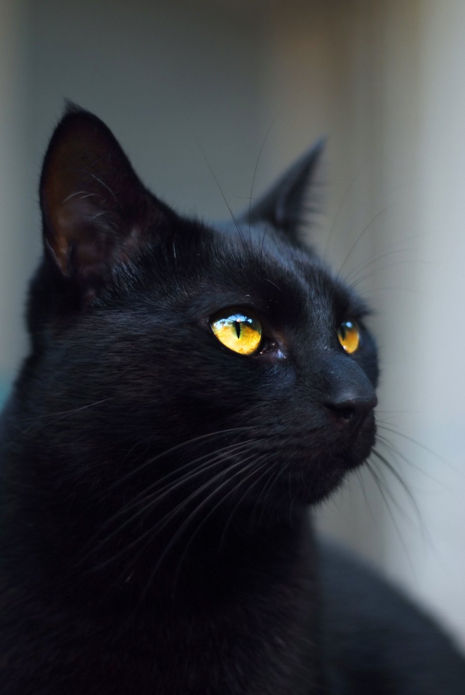 Бомбейская кошка