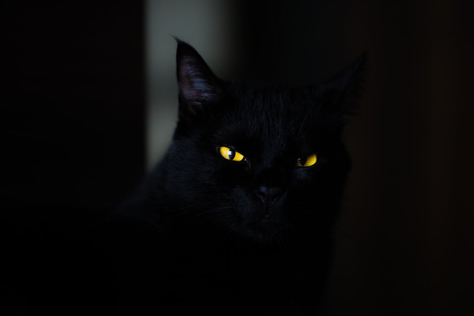 Бомбейская кошка