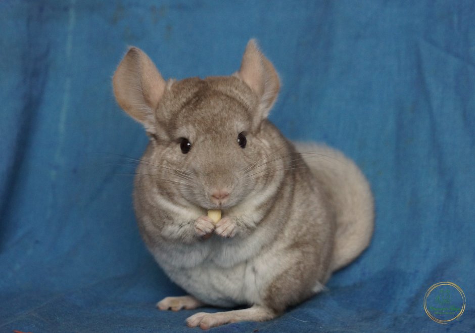 Шиншилла в снегу