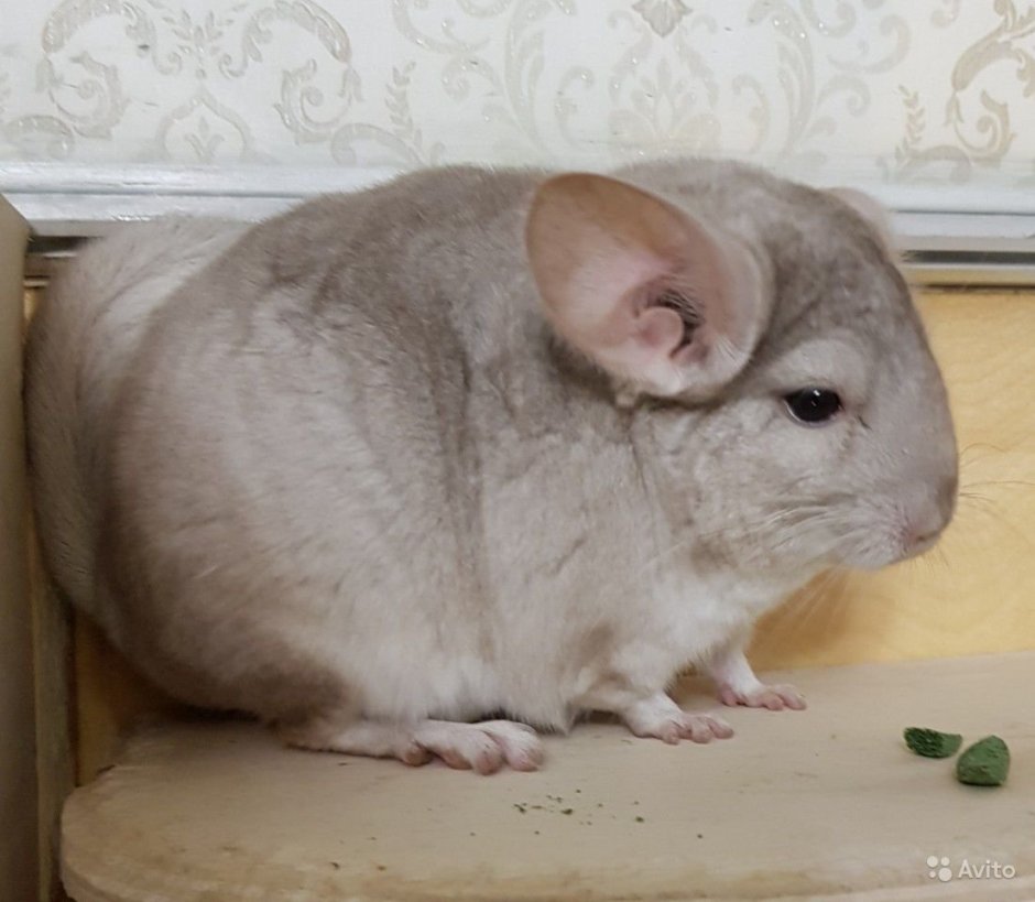 Шиншилла гетеробежевый