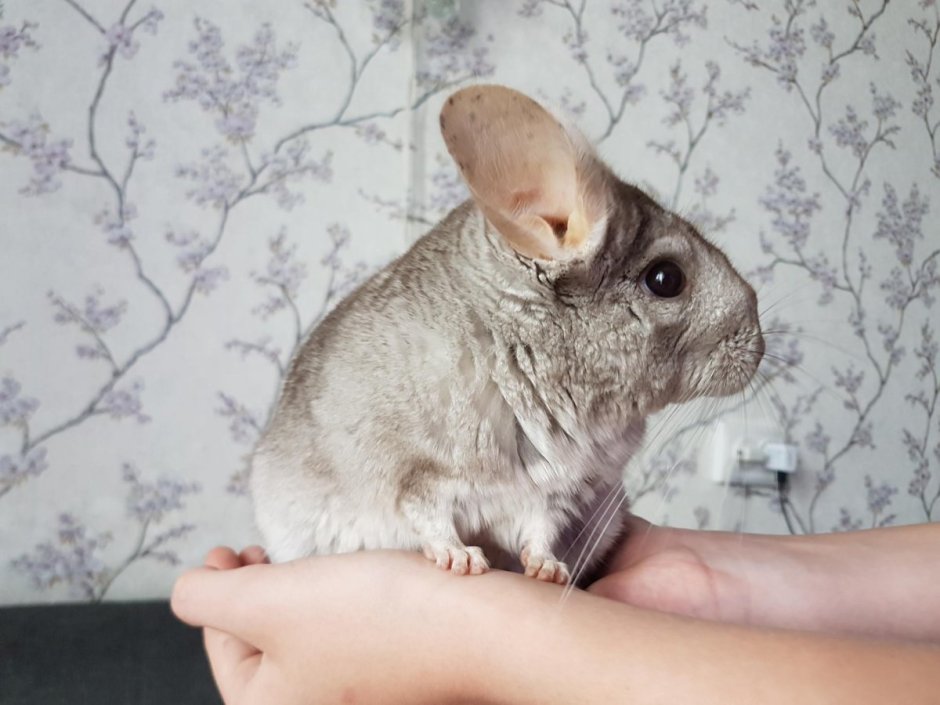 Шиншилла гетеробеж
