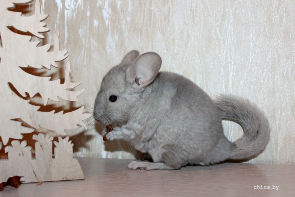 Шиншилла бежевая Веллмана