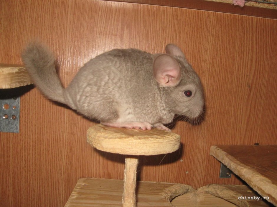 Немецкий фиолет шиншилла