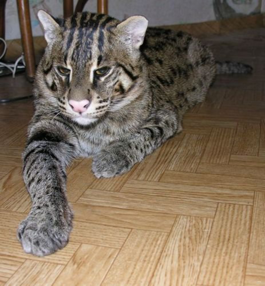 Сибирский камышовый кот