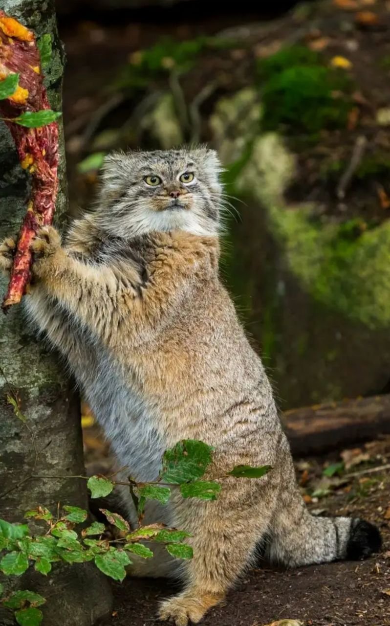 Камышовый кот полосатый
