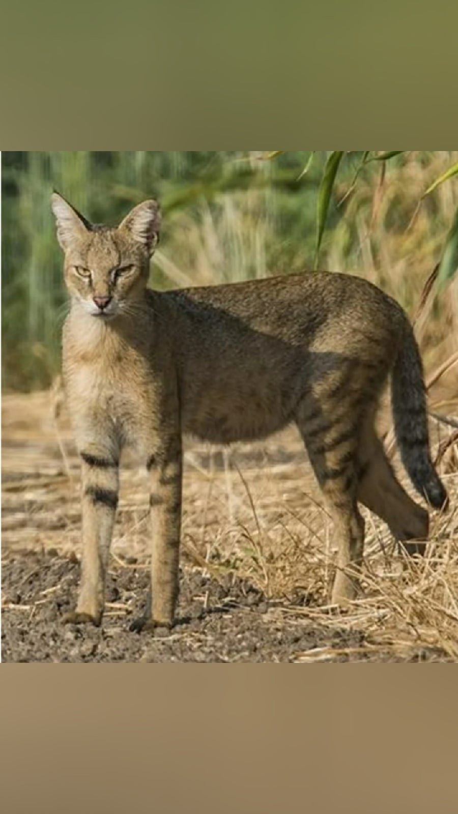 Лесной кот Felis Silvestris