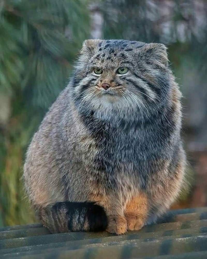 Амурский Лесной кот