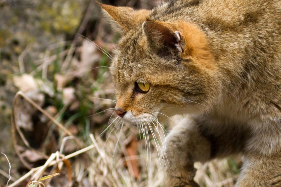 Дикий Степной кот