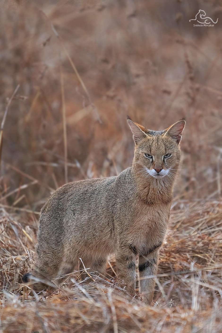 Европейский Лесной кот камышовый