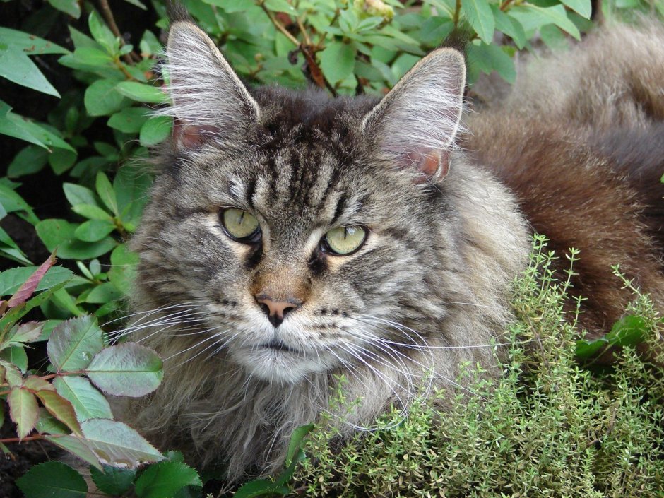 Дикий Сибирский камышовый кот