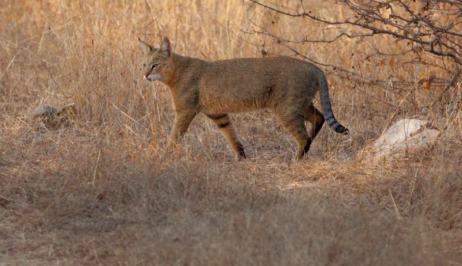 Камышовый кот котята