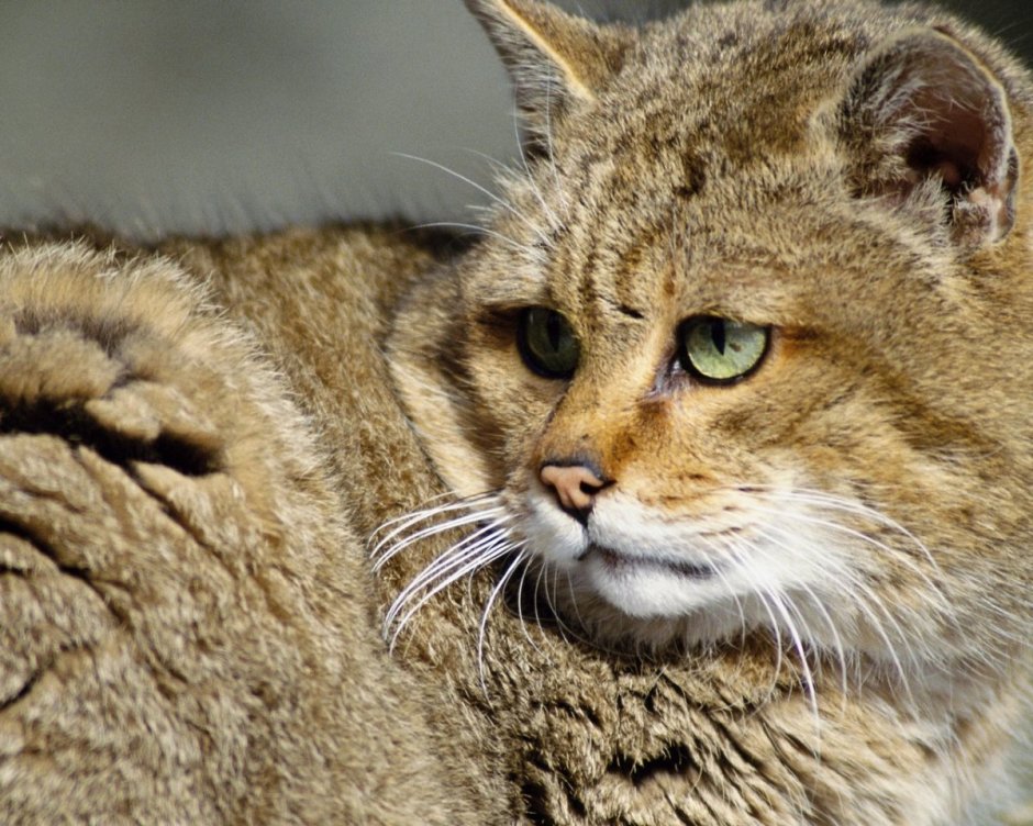 Камышовый кот Хаус