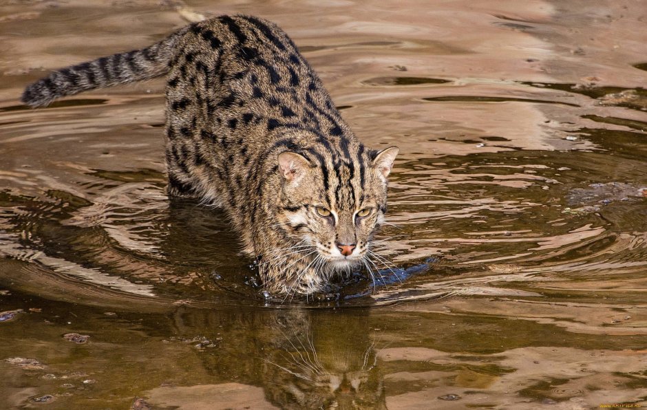 Европейская Дикая Лесная кошка