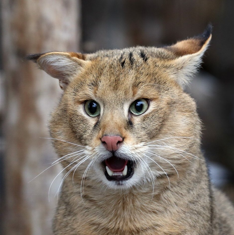 Дальневосточный Амурский Лесной кот