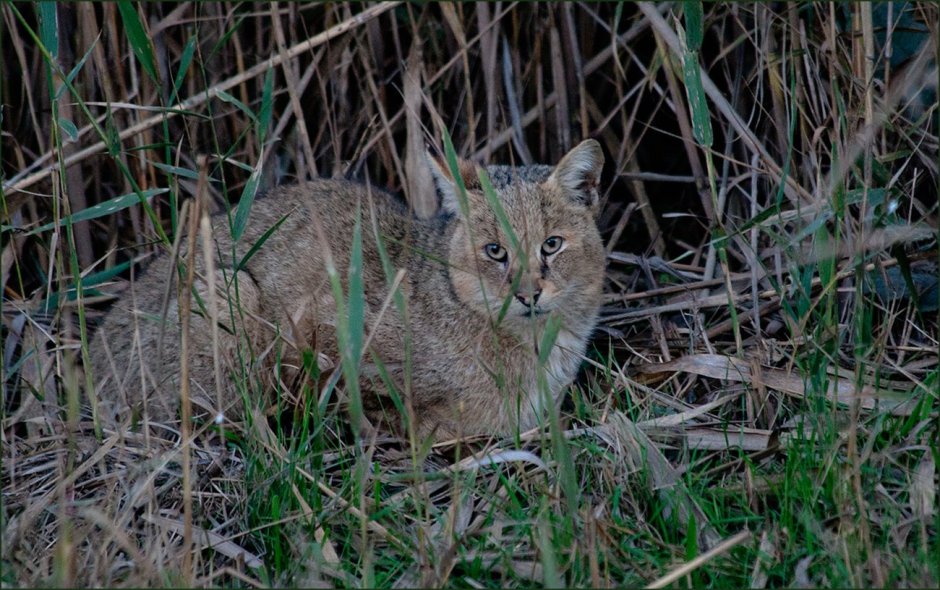 Порода черноногая кошка