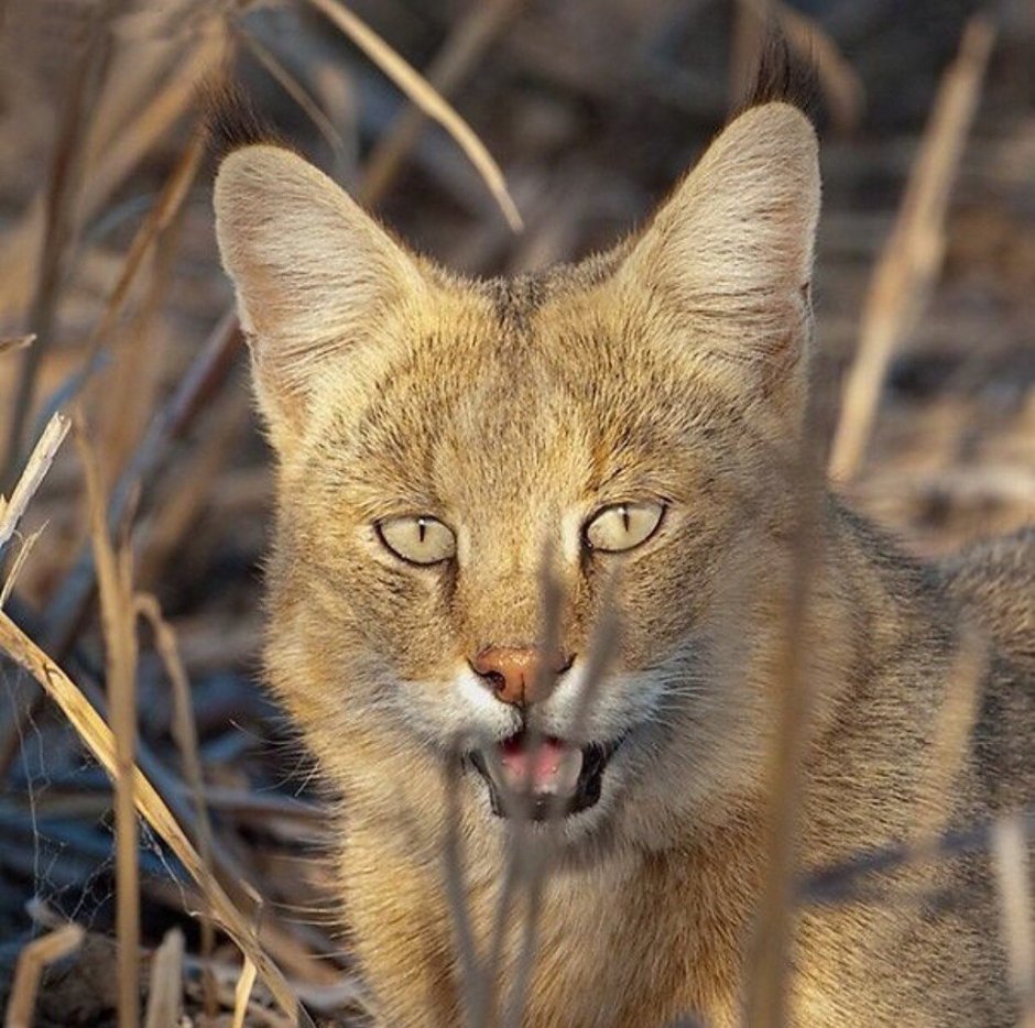 Камышовый кот (Болотная Рысь)