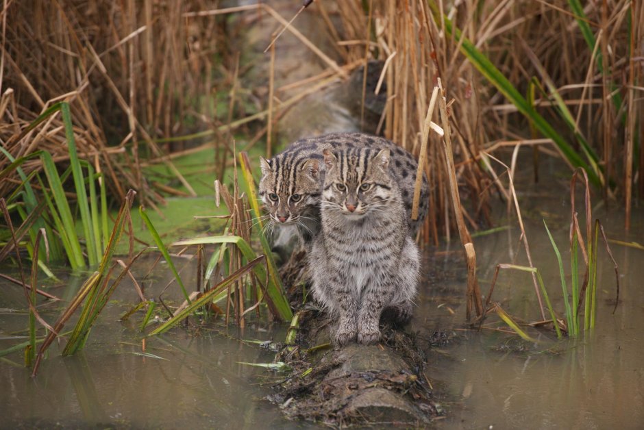 Кот рыболов виверровая кошка