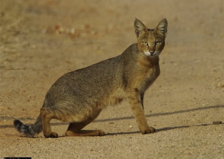 Сибирская кошка Пуша