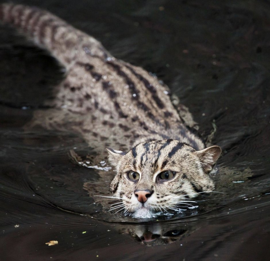 Европейский Лесной кот камышовый