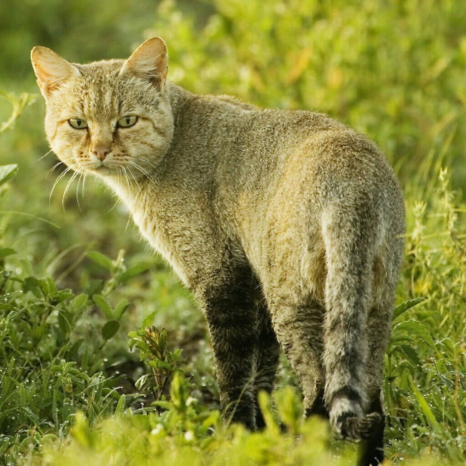 Сибирский кот камышовый окрас