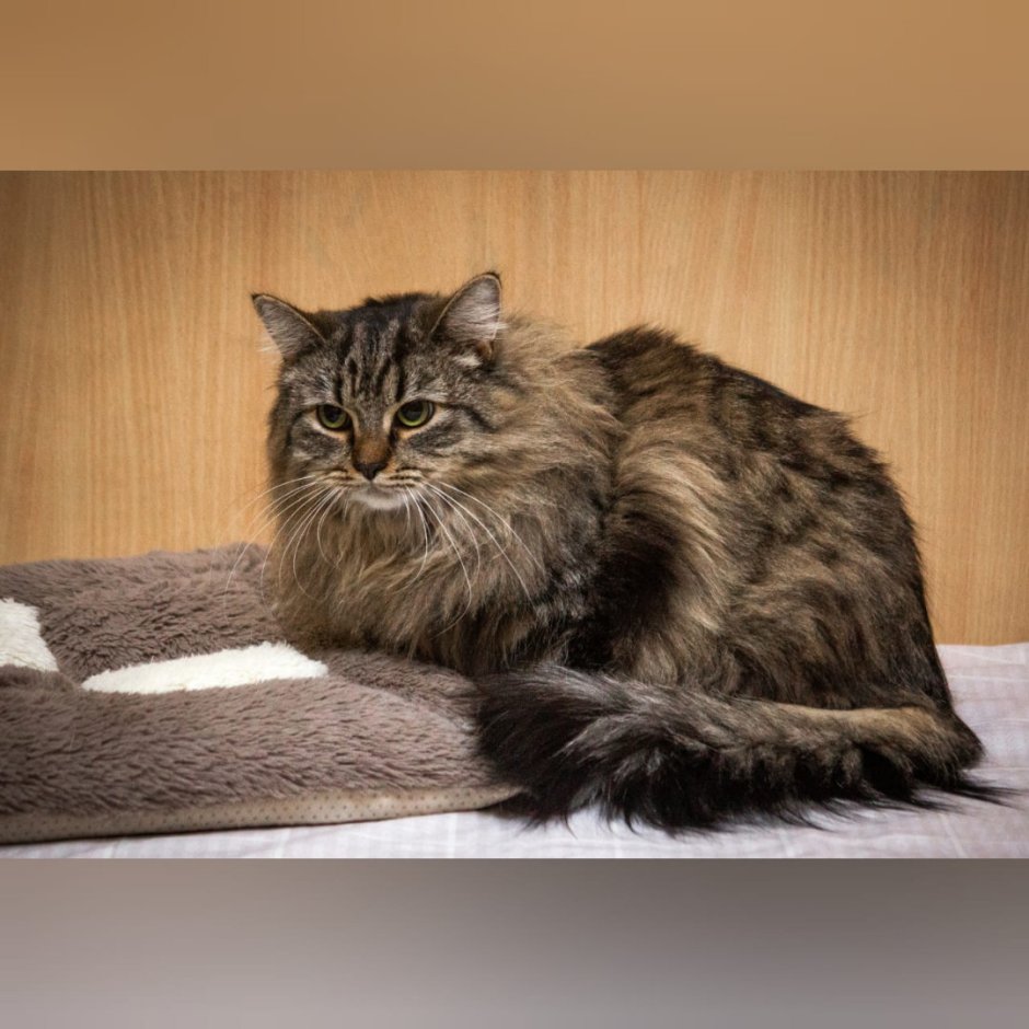 Виверровый кот рыболов