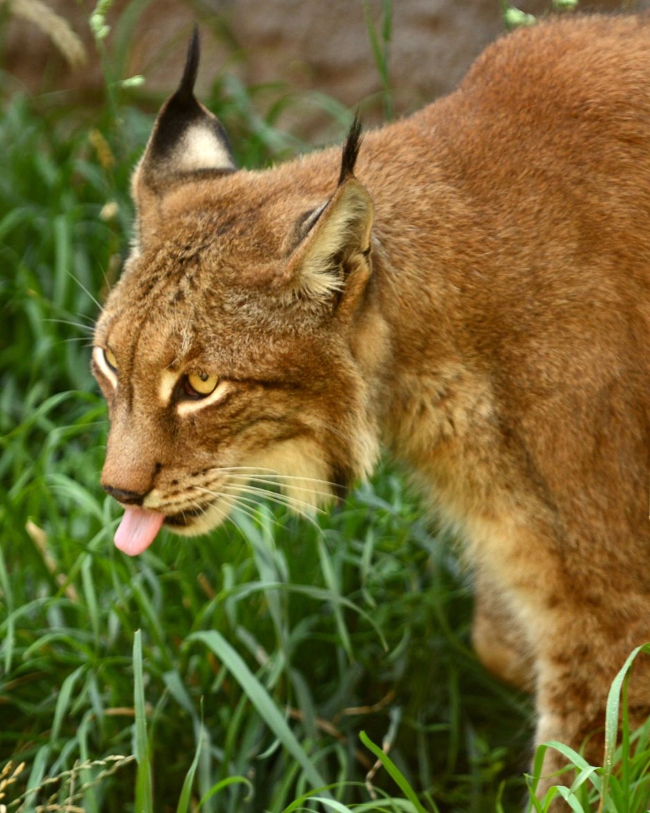 Виверровый кот котята