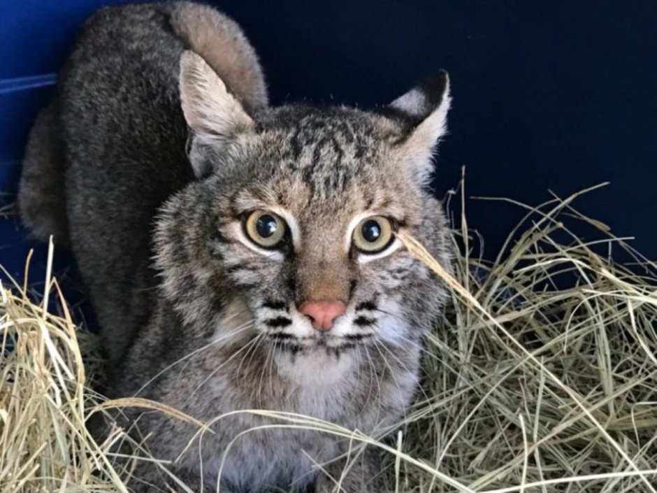 Дальневосточный Лесной кот (Prionailurus bengalensis euptilurus)