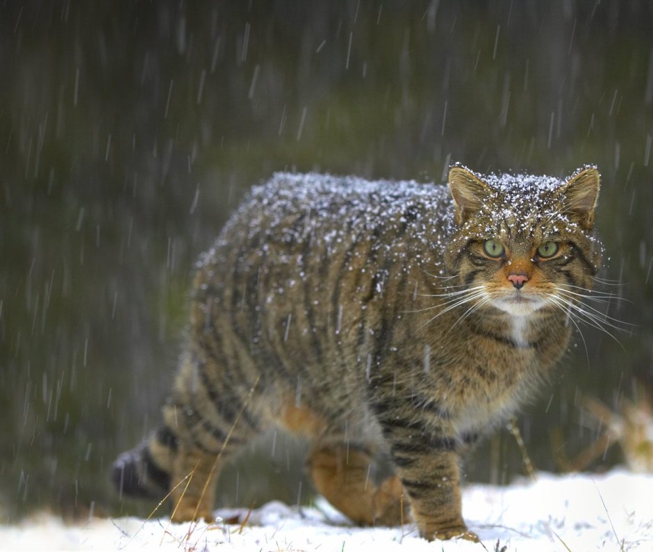 Дикий кот рыболов