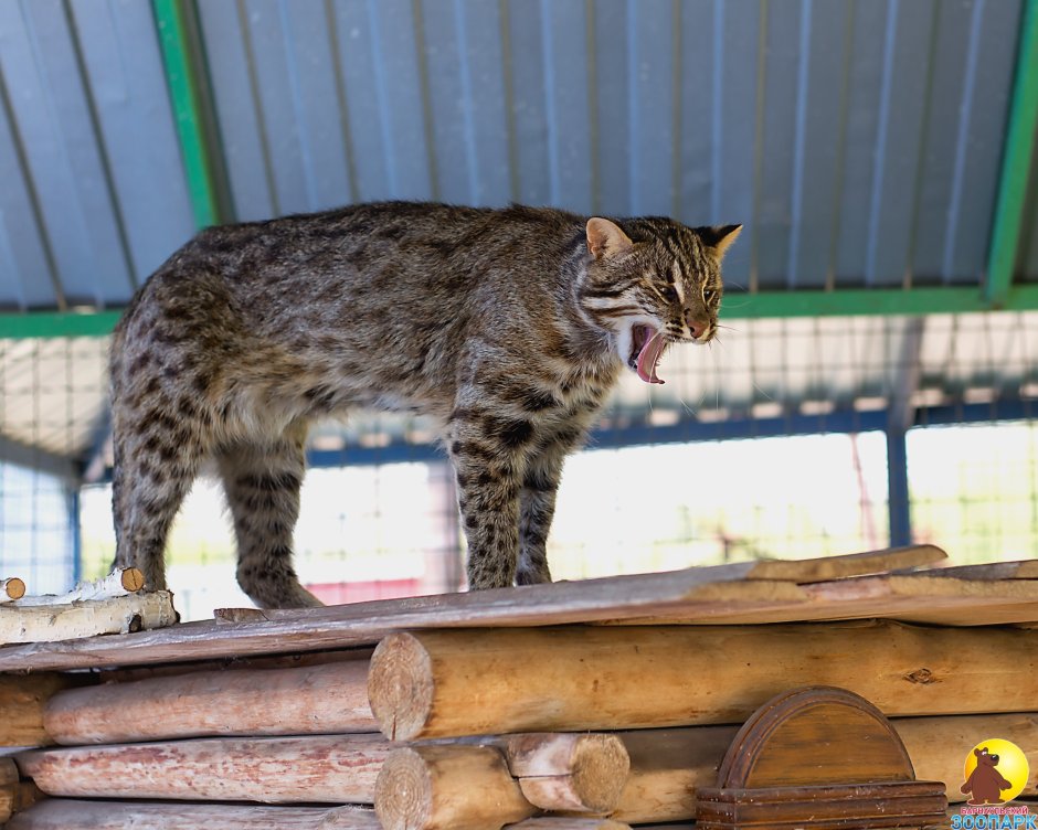 Бенгальский камышовый кот