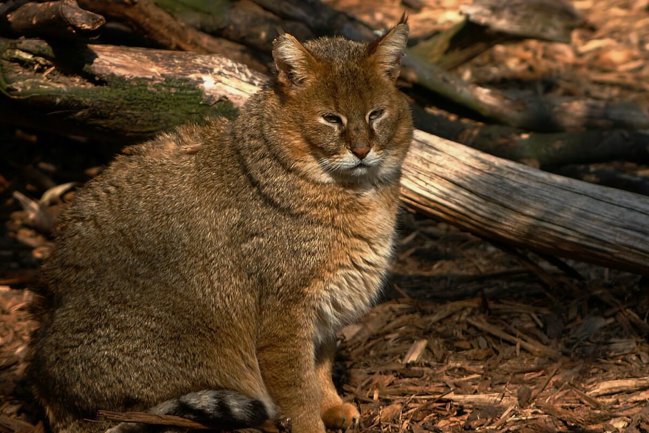 Камышовый кот Ставропольского края