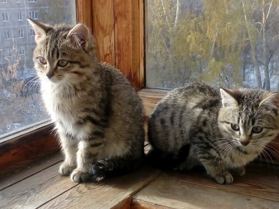 Камышовый кот Астраханской области