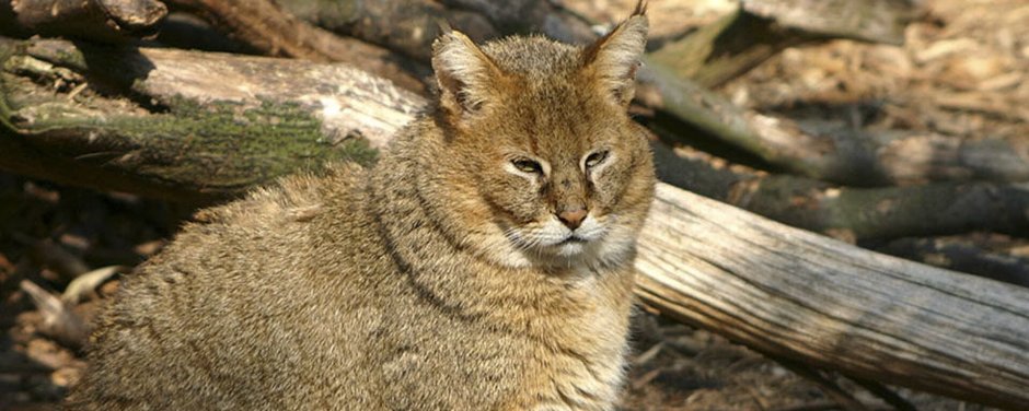 Шотландская Камышовая кошка