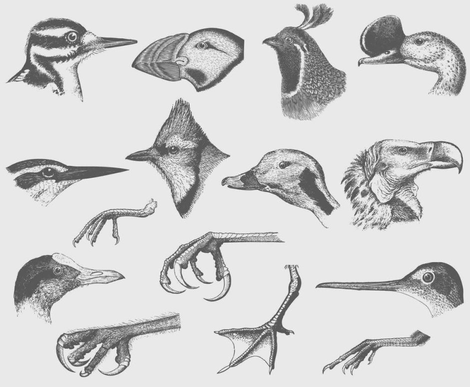 Птичьи клювики для рисования