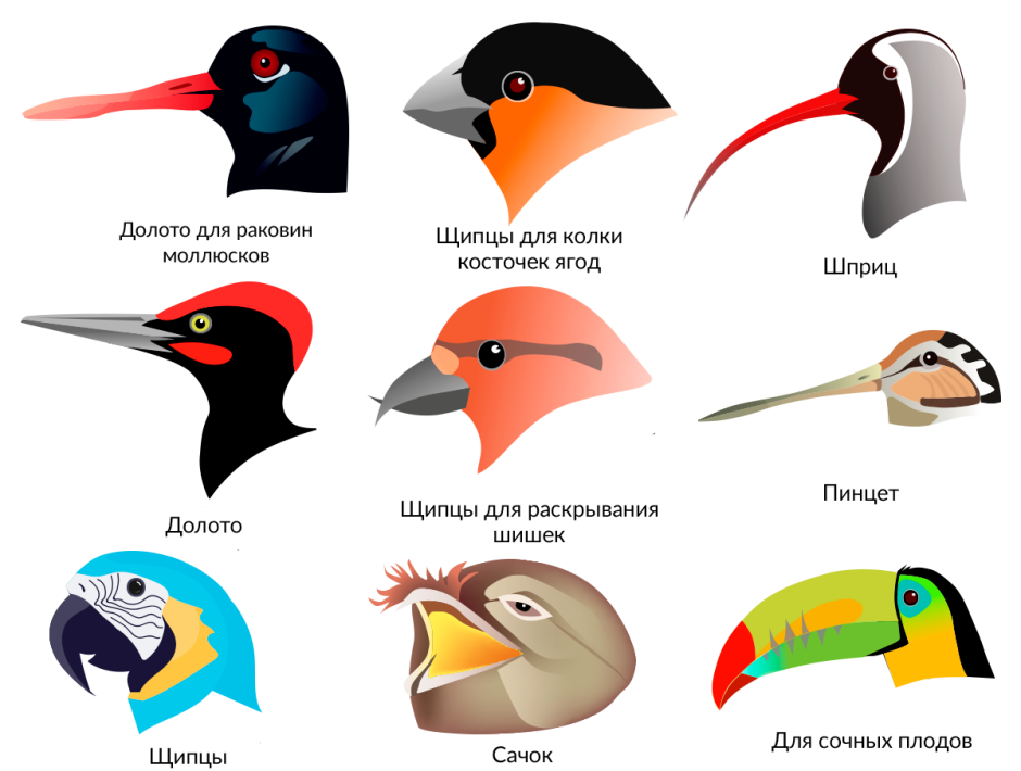 Разные клювы у птиц
