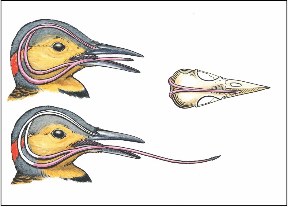 Язык Дятлов