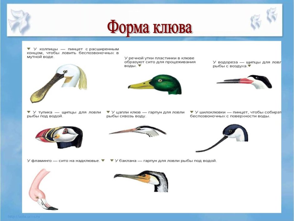 Формы клювов в зависимости от характера питания