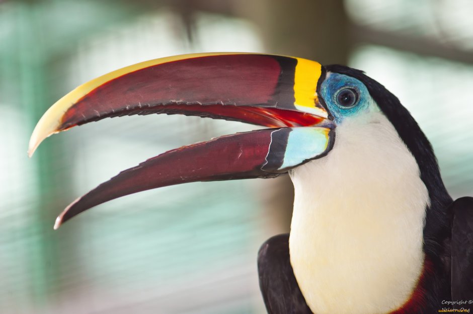 Клюв тукана