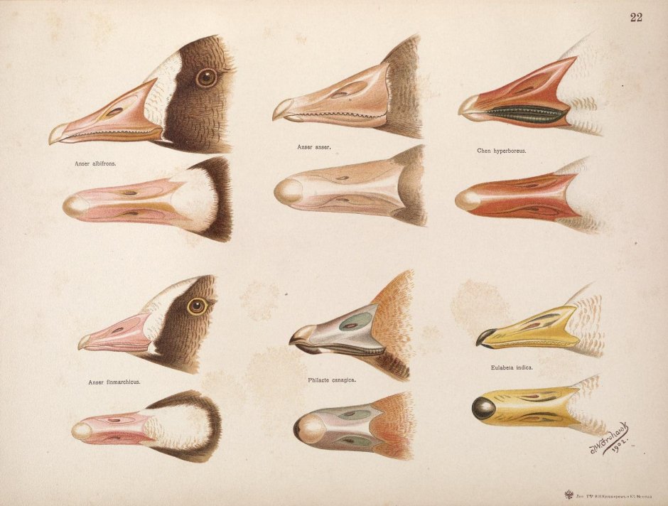 Кряква строение клюва