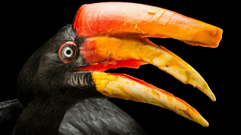 Африканская птица носорог