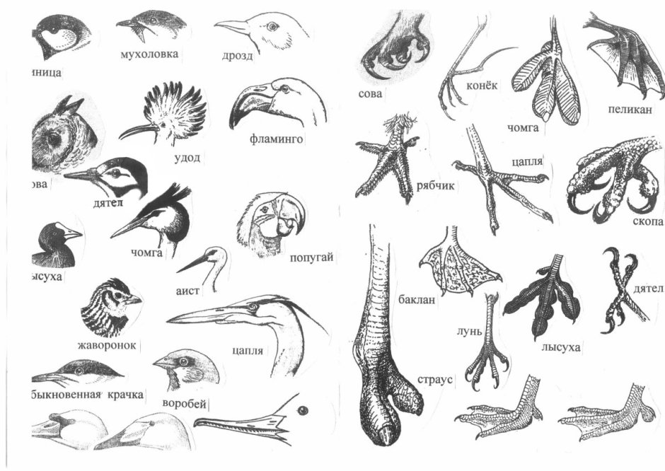 Типы клювов у птиц