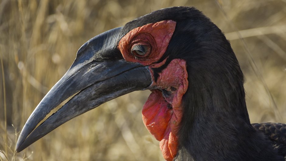 Bucorvus leadbeateri
